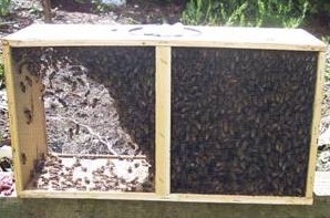 Package of Honeybees waiting to be installed.